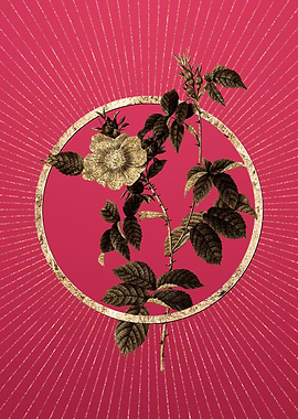 Viva Magenta Big Dog Rose