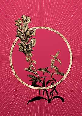 Gold Red Dragon Flowers