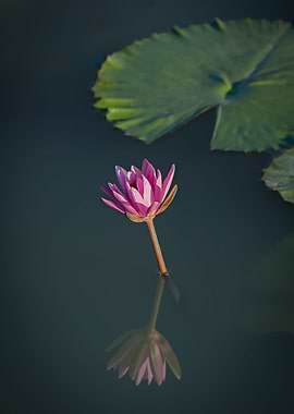 Water lily