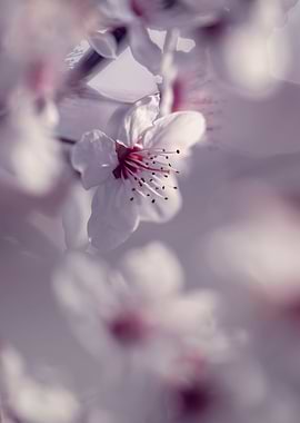 White cherry blossom