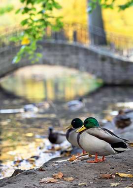 Wild ducks in autumn park