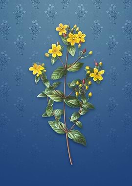 Vintage Stinking Tutsan