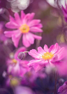 Pink summer anemone, macro