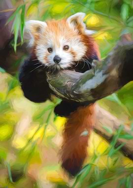 Red Panda