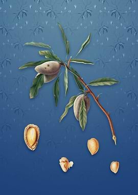 Almond on Bahama Blue