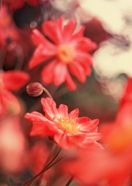 Red anemones, macro