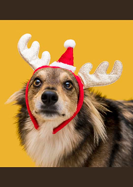 Christmas Cute Dog