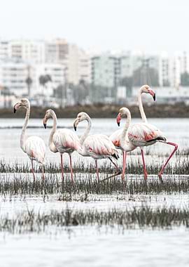 Flamingos vertical Photo