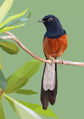 Murai Batu Bird Lowpoly