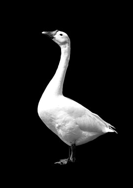 Goose Animals