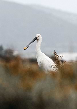 Spoonbill Photo