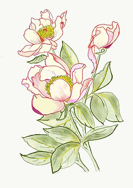 Hellebore Flowers
