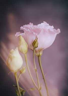 Pink pastel flowers,macro