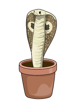 Snake Plant pot