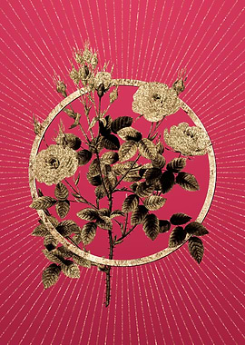 Viva Magenta Rosier Pompon