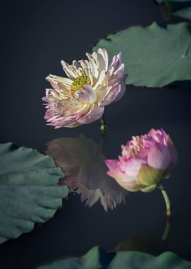 Peony Lotus