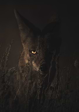 Coyote