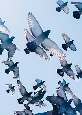 Flight of Pigeons