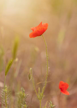 Red poppy flowers, macro