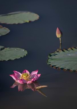 lotus