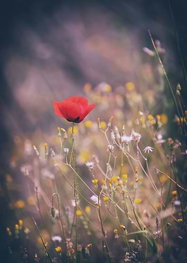 Red poppy flowers, macro
