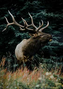 Elk