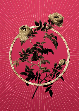 Gold Rose of the Hedges