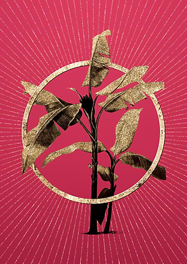 Scarlet Banana on Magenta