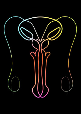 Male Reproductive System