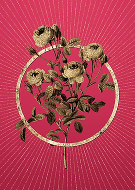 Burgundian Rose on Magenta