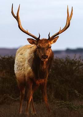 Elk
