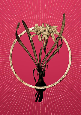 Viva Magenta Sea Daffodil