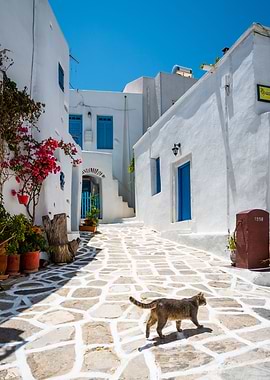Cat in a greek town Paros
