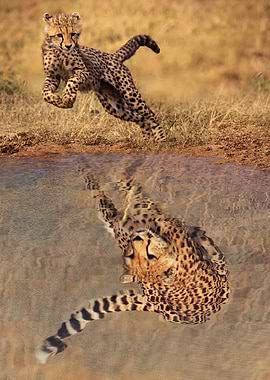 Cheetah Running Mindset