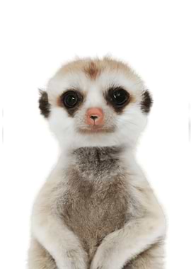 Meerkat Baby Animal