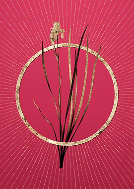 Viva Magenta Siberian Iris