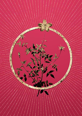 Single Dwarf Chinese Rose