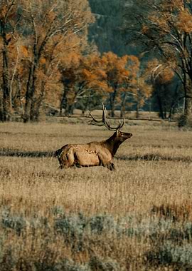 Elk