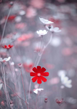 Red summer flowers, macro