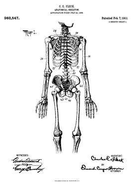 Anatomical skeleton patent