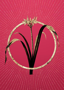 Gold Small Pancratium