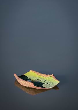 Lotus Leaf