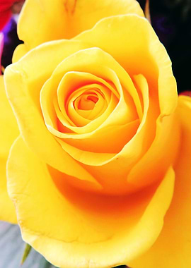Closeup Yellow Rose