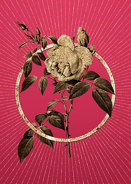 Gold Fragrant Rosebush