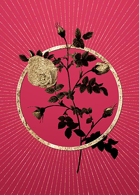 Gold Silver Hispid Rose