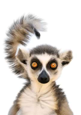 Baby Lemur Cute Animal