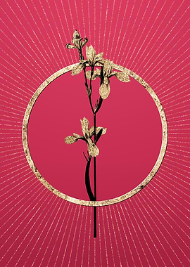 Viva Magenta Siberian Iris