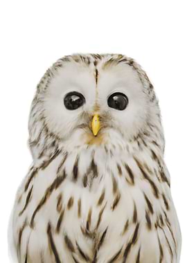 Baby Owl Cute Animal