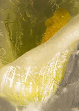 White calla in ice 2