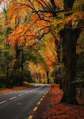 Autumn road